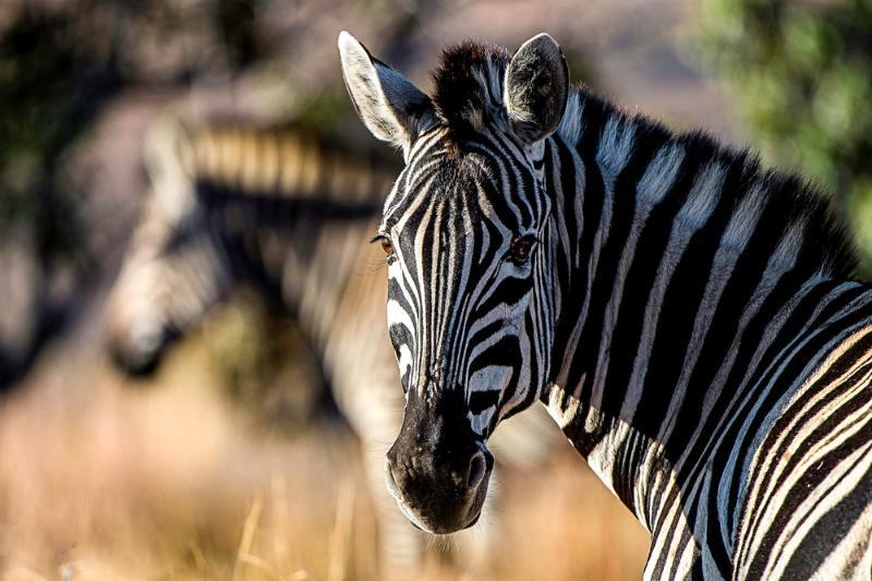 Tshwene Lodge Vaalwater Buitenkant foto